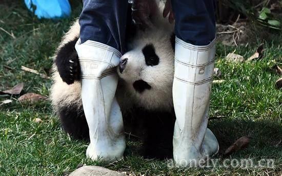 芬蘭人為即將抵達(dá)的中國(guó)大熊貓起好芬蘭名字